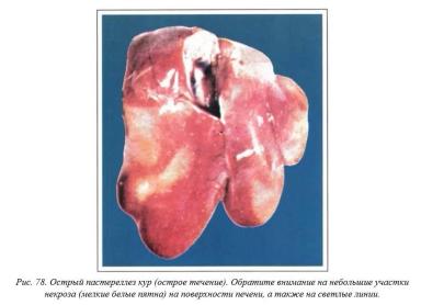 Вегад - Атлас болезней птицы. Ч. 13. Пастереллез (холера птицы)