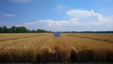 Герда сорт мягкой озимой пшеницы