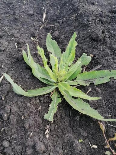 Агромониторинг