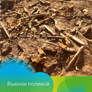 О важности десикации картофеля