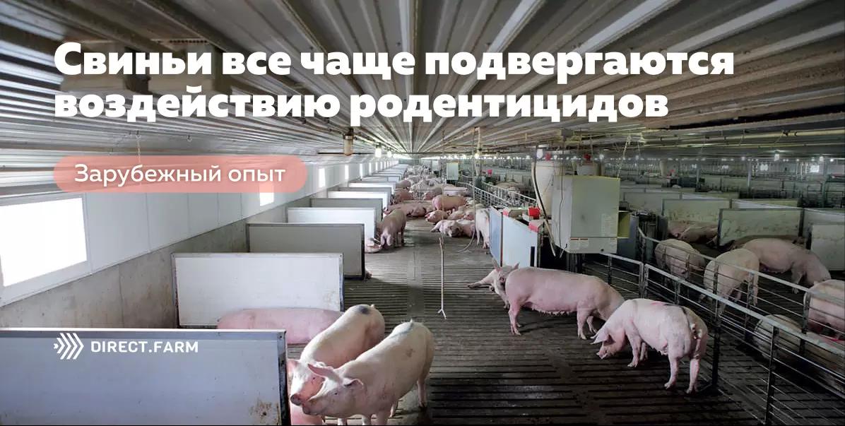 Свиньи все чаще подвергаются воздействию родентицидов