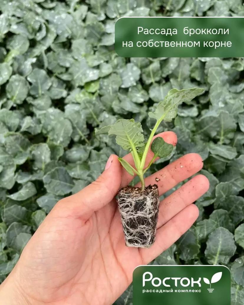 Августовский посев близко! Планируйте второй оборот уже сейчас.  Что сеять: