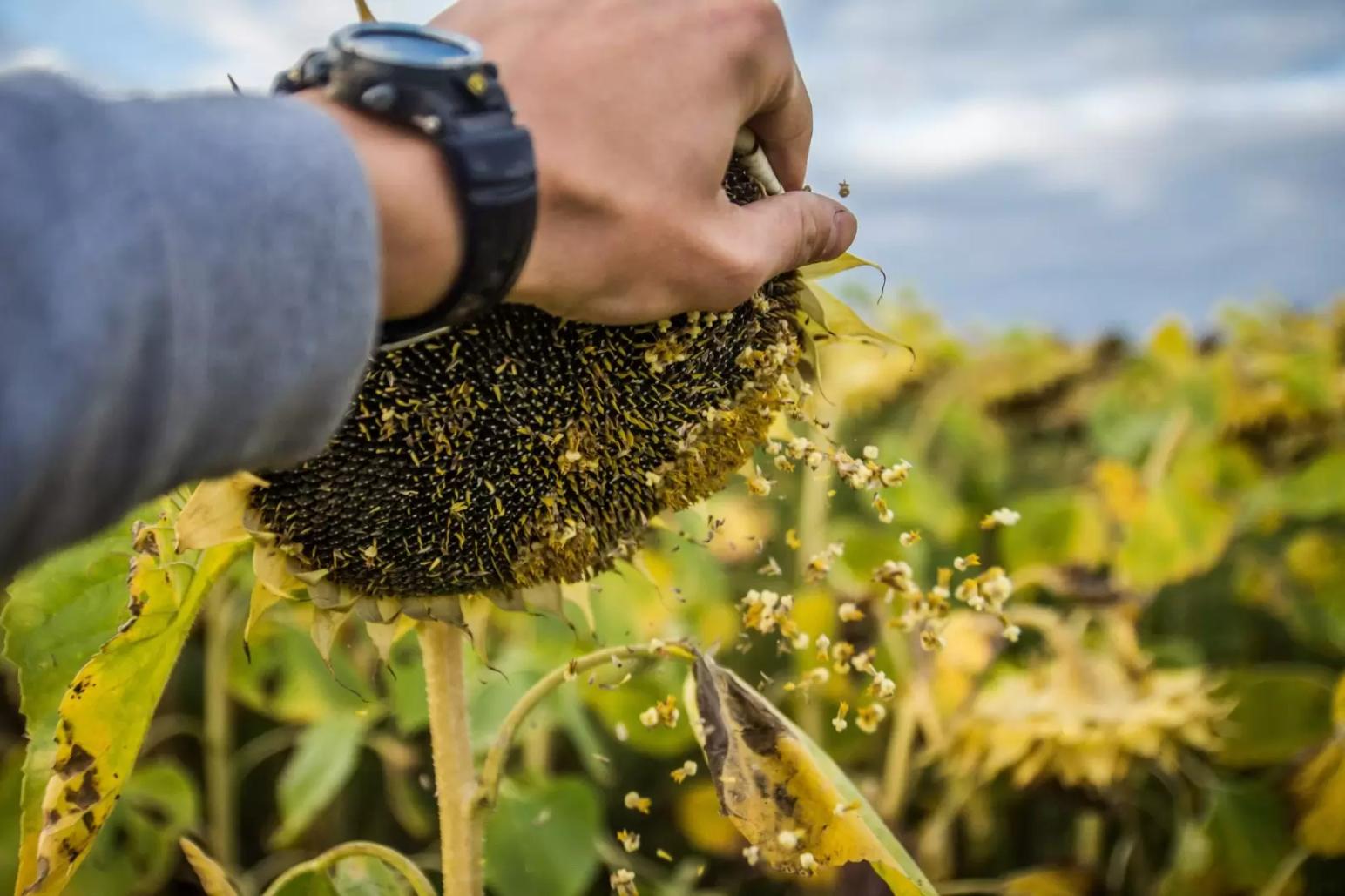 Масложировой союз: производители масличных искусственно сдерживают предложение