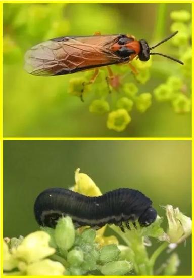 Угроза: Рапсовый пилильщик