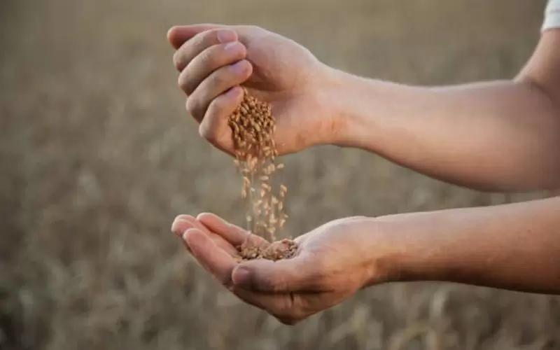 Минсельхоз: более 90% производителей подключились к ФГИС «Зерно»