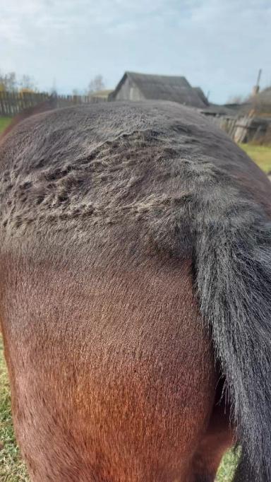 Вопросы из чатов: почему лошадь угнетена?