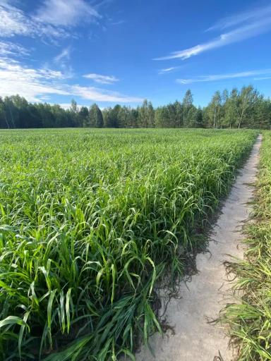 Новые культуры – сорго, сорго-суданка и африканское просо