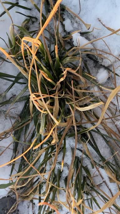 Ситуация в полях северной зоны Краснодарского края