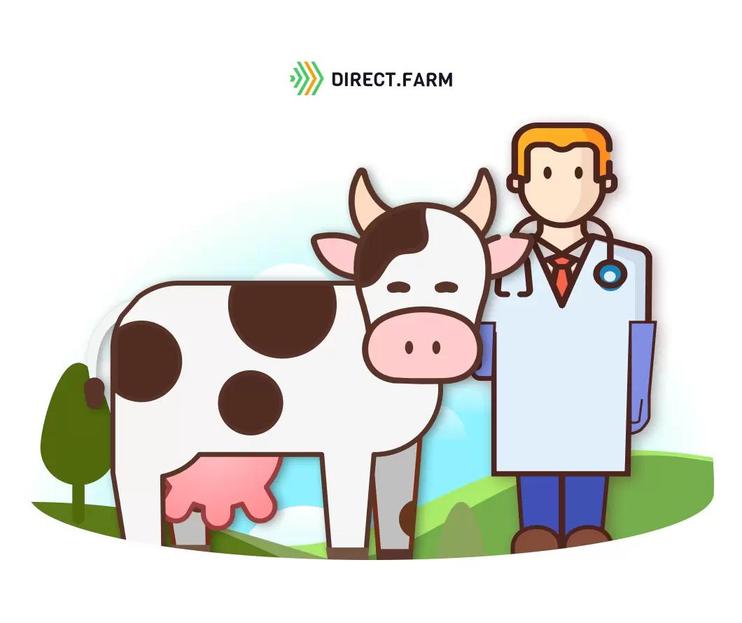 О чем говорит уплотнение на основании рога матки коровы? 