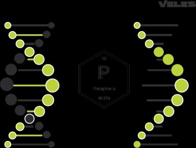 ФОСФОР И ЕГО РОЛЬ В РАЗВИТИИ РАСТЕНИЙ