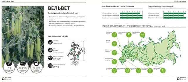 Вельвет (VELVET)