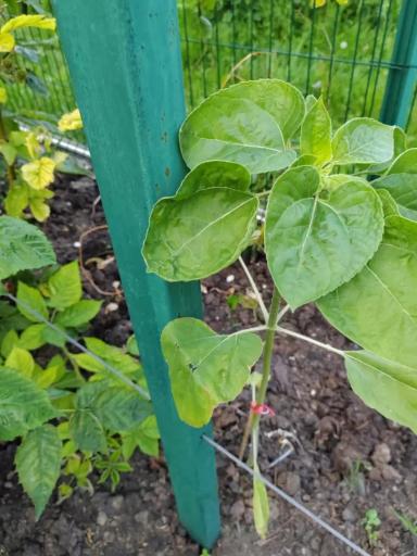 Вопросы из чатов: что с подсолнечником?