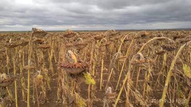 Куба ®  - гибрид подсолнечника (Helianthus annuus L.). Среднеспелый.