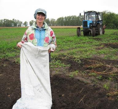 Влияние высокой дозы азотных удобрений на дуплистость клубней картофеля.