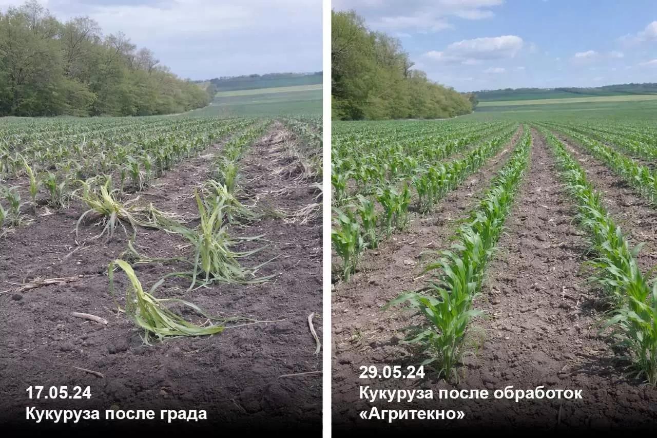 Восстановление кукурузы после градобоя: практический случай из Ставрополья