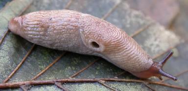 Полевой слизень