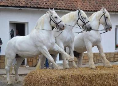 Булонская порода лошадей
