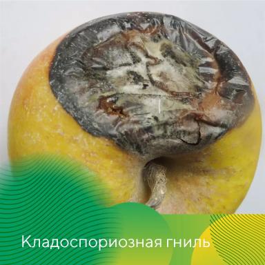 Профилактика гнилей яблок при хранении