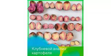 Анализ клубней перед посадкой
