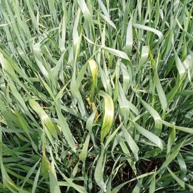 Вопросы из чатов: что с пшеницей?