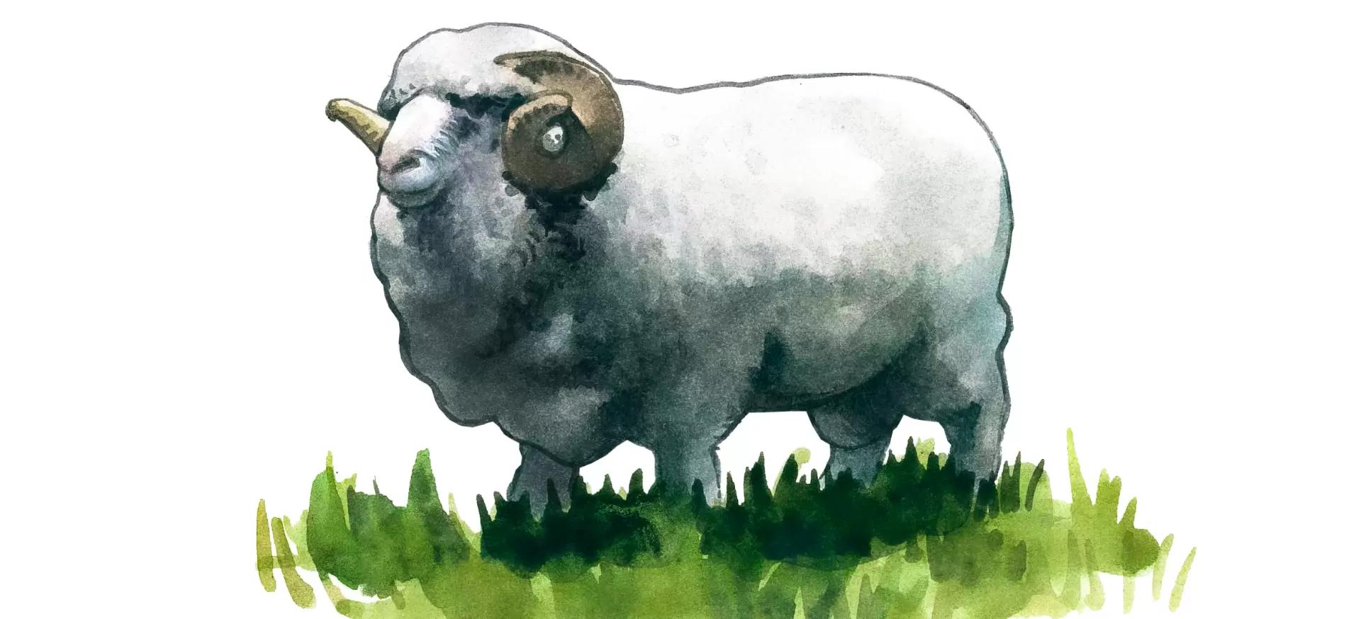 Черноземельский меринос - порода овец 