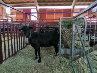 Верата - порода коз