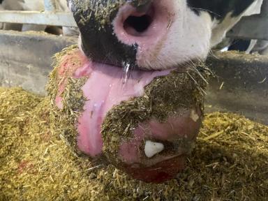 Вопросы из чатов: что за опухоль у коровы?