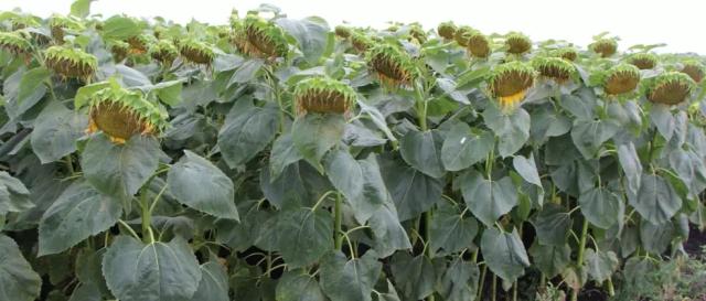 П 64 ЛЕ 99 - гибрид подсолнечника Пионер