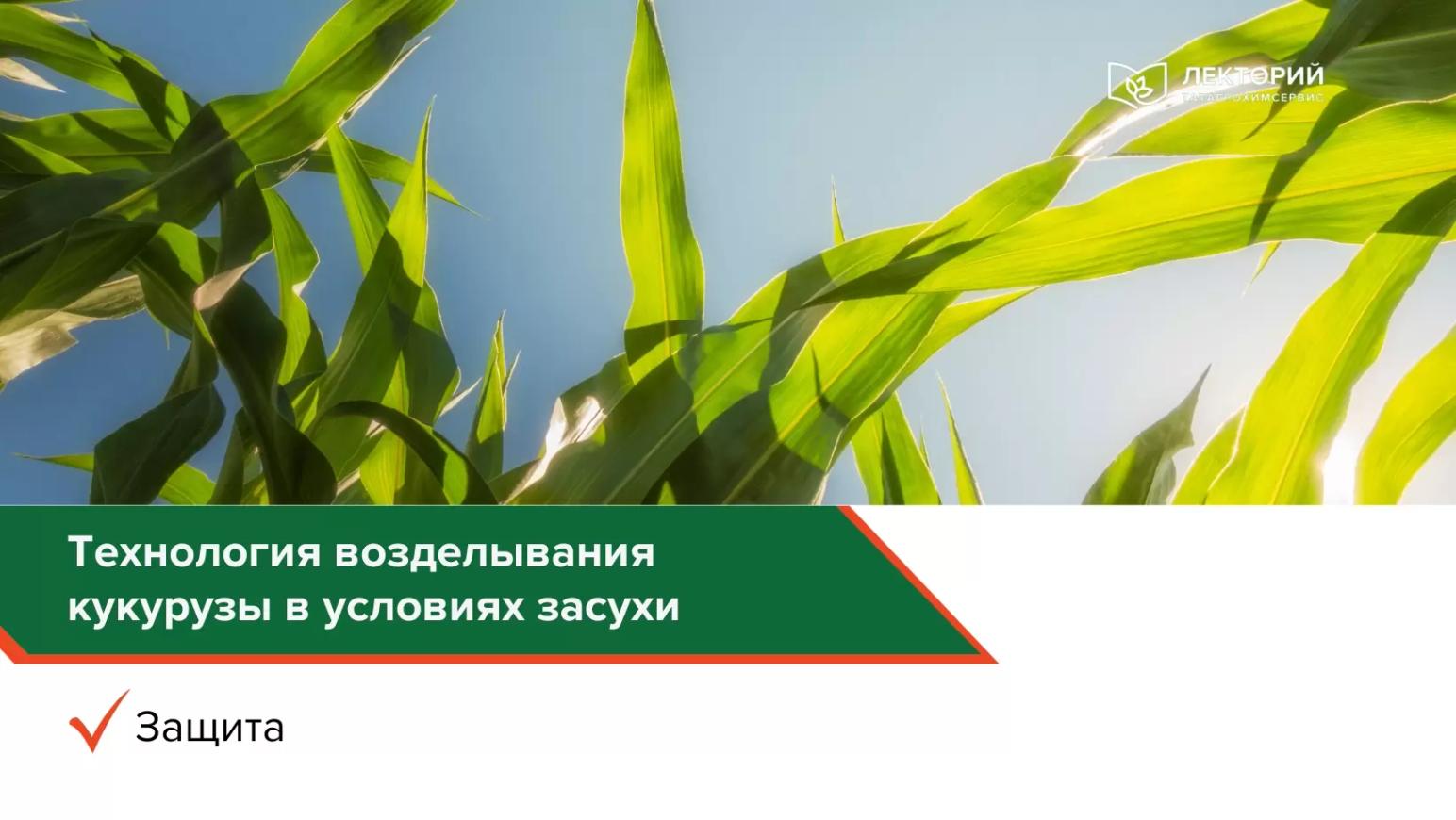 Технология возделывания кукурузы в условиях засухи: защита