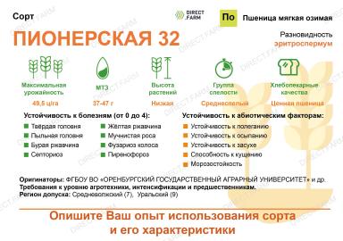 Пионерская 32 сорт мягкой озимой пшеницы