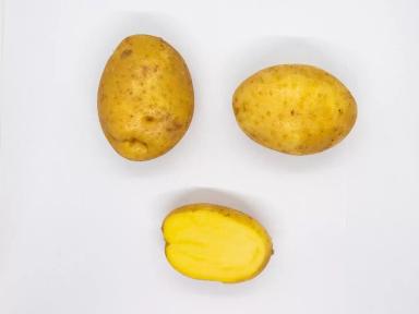 Краса мещеры картофель Дары малиновки