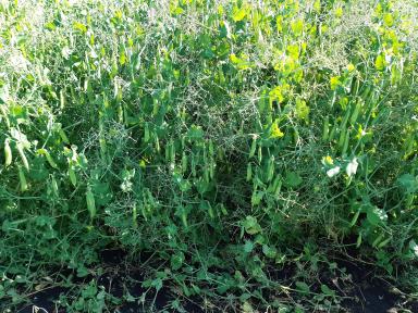 Влияние гербицидов на урожайность гороха