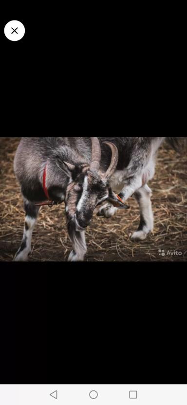 Продажа животных с фермы