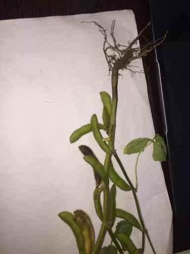 Подскажите пожалуйста, в чём причина недоразвитой корневой системы на сои