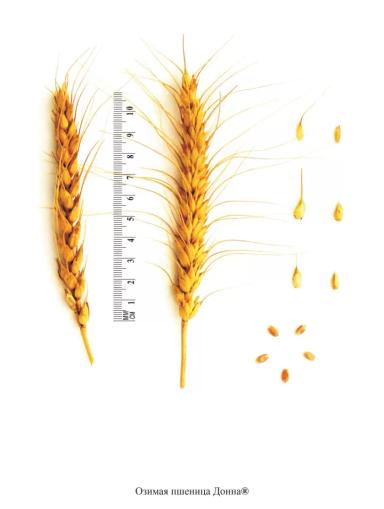 Донна сорт озимой пшеницы