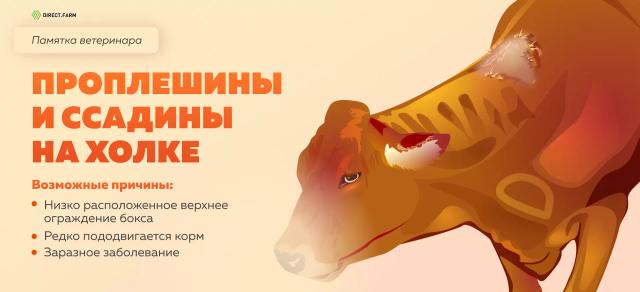 Памятка ветеринара: проплешины и ссадины в области холки у коровы