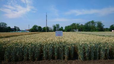 Тихон  сорт тритикале озимой