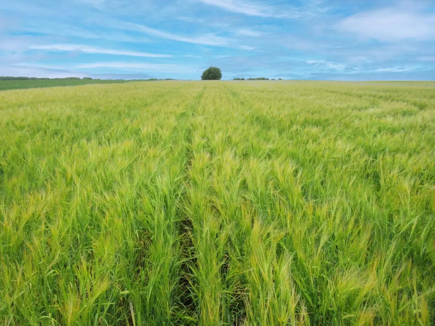 Борьба с падалицей подсолнечника