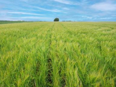 Борьба с падалицей подсолнечника