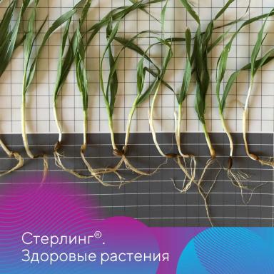 Новый протравитель «Августа» в действии