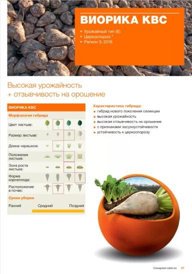 Виорика КВС (VIORICA KWS) гибрид сахарной свеклы