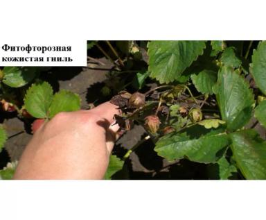 Проблемы выращивания земляники садовой – 10 ключевых причин