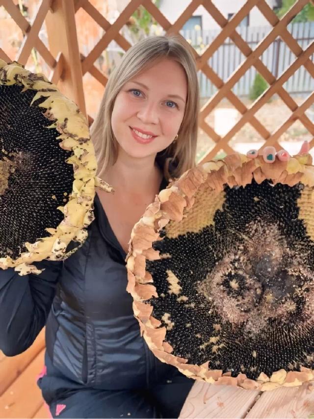 Огромные подсолнухи 🌻