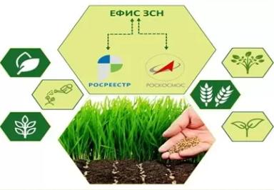 Услуги по работе с государственными информационными системами ЕФИС ЗСН