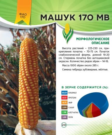 Машук 170 МВ