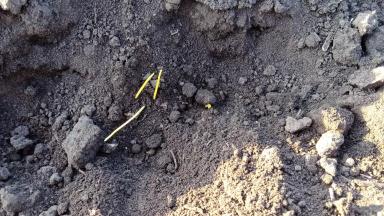 Пшеница выбрасывает лист в почве. 