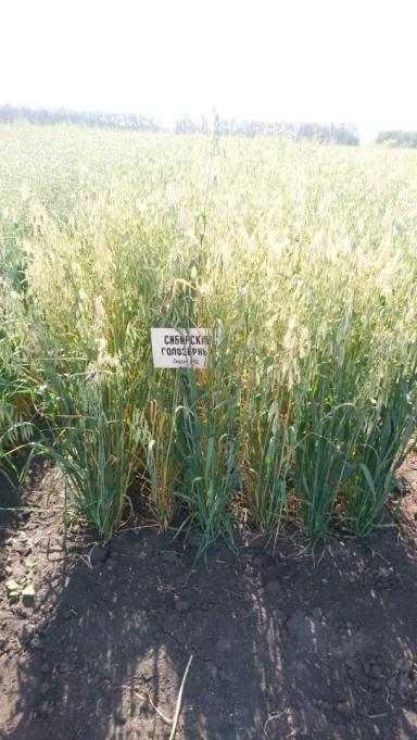 Сибирский голозерный сорт овса ярового