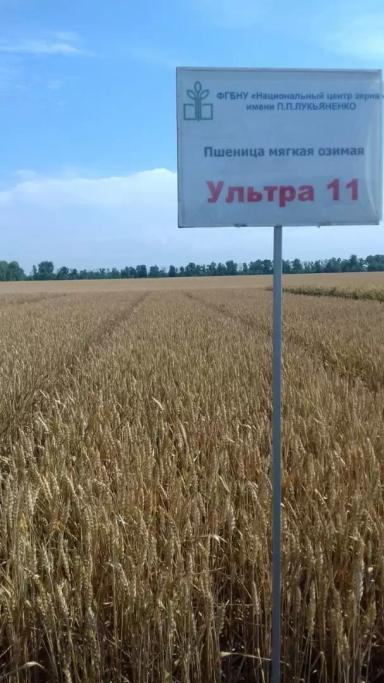 Кубань (Ультра 11)