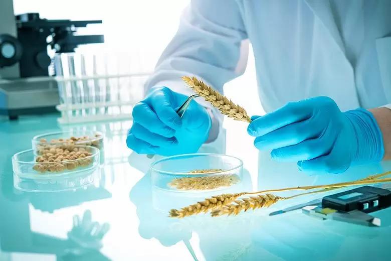 На Урале придумали технологию обогащения зерна