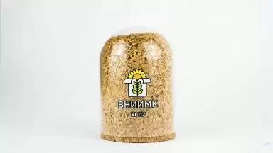 Сорта льна масличного селекции ВНИИМК